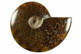 Polished Ammonite (Cleoniceras) Fossil - Madagascar #344304-1
